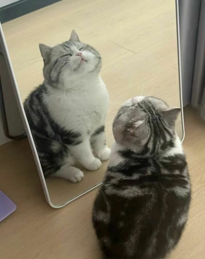 77 Confusing "Cats Out Of Context" Photos That Somehow Get Funnier The Longer You Look