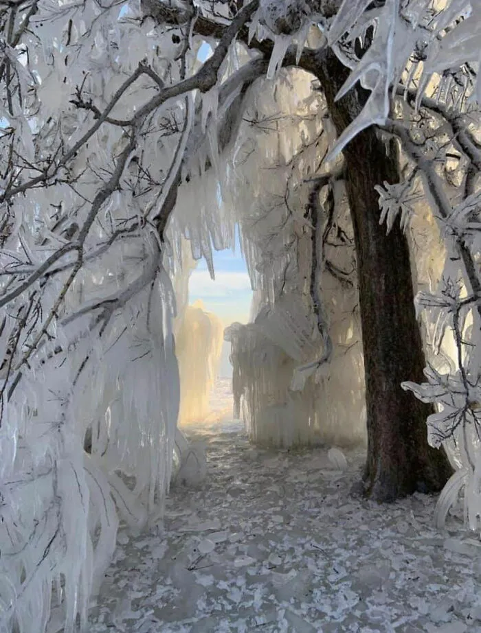 Frozen Trees In Chicago Today