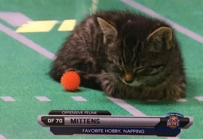 Silly-Cats-Out-Of-Context