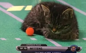 77 Confusing "Cats Out Of Context" Photos That Somehow Get Funnier The Longer You Look
