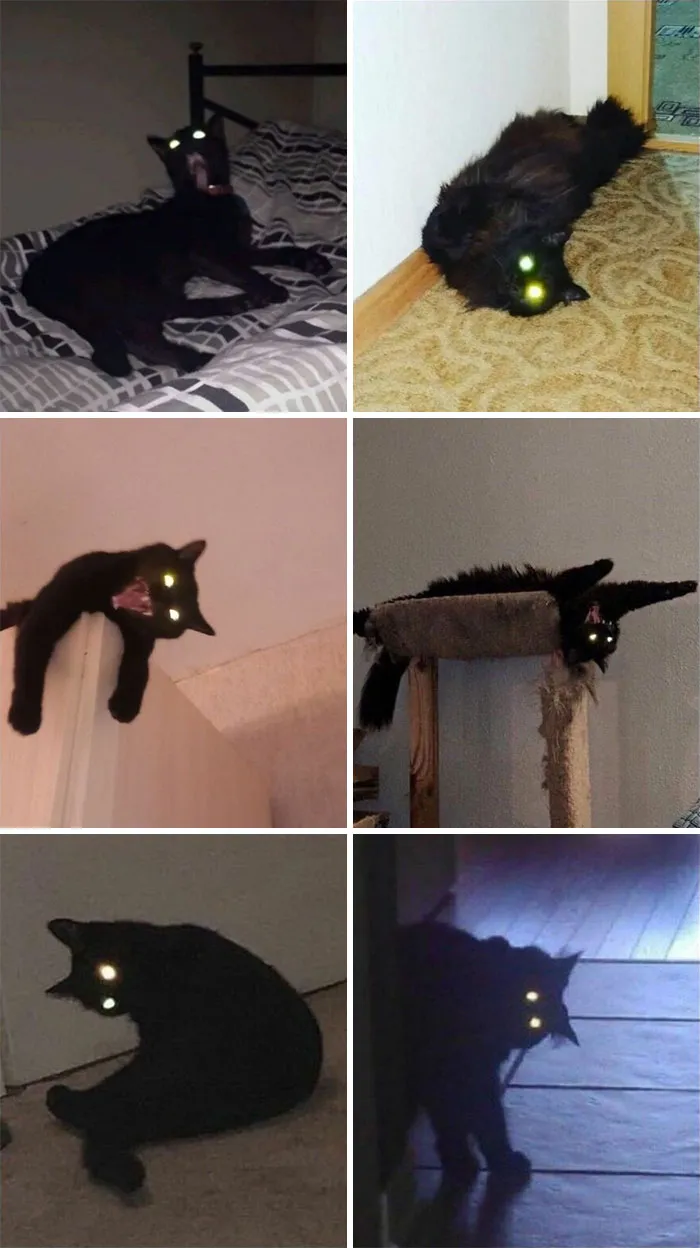 77 Confusing "Cats Out Of Context" Photos That Somehow Get Funnier The Longer You Look