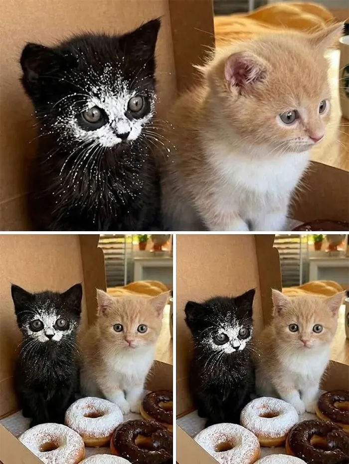 77 Confusing "Cats Out Of Context" Photos That Somehow Get Funnier The Longer You Look