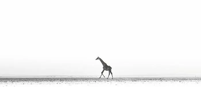 “White Noise” By Venkat Iyer