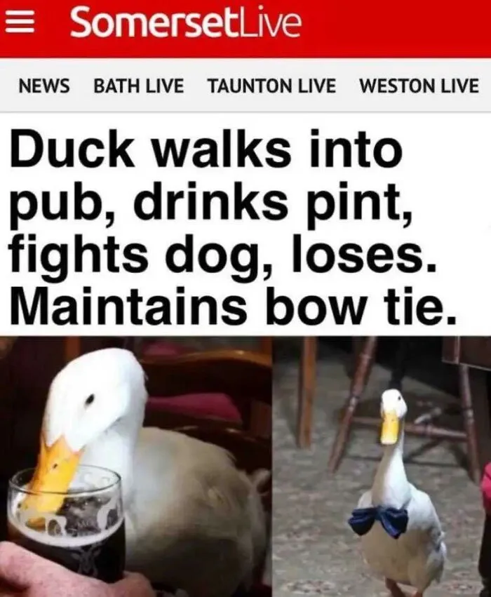 Name This Duck