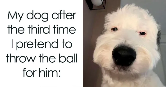 78 Animal Memes That Are Somehow Both Ridiculous And Extremely Wholesome