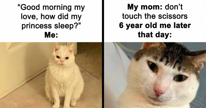 78 Memes For Anyone Who Stops Scrolling The Second An Animal Shows Up