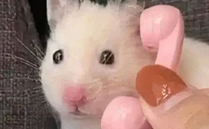 97 Hilarious, Wholesome And Adorable Animal Moments Perfectly Turned Into Memes