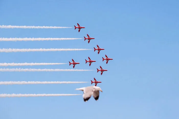 This Community Shared 50 Funny Animal Photos That Could Easily Win A Comedy Award