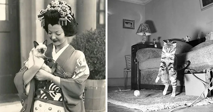 This Page Shared 30 Forgotten Cat Photos From The Past (New Pics)