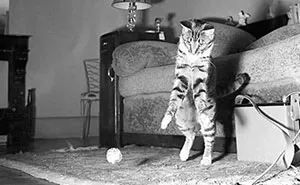 This Page Shared 30 Forgotten Cat Photos From The Past (New Pics)