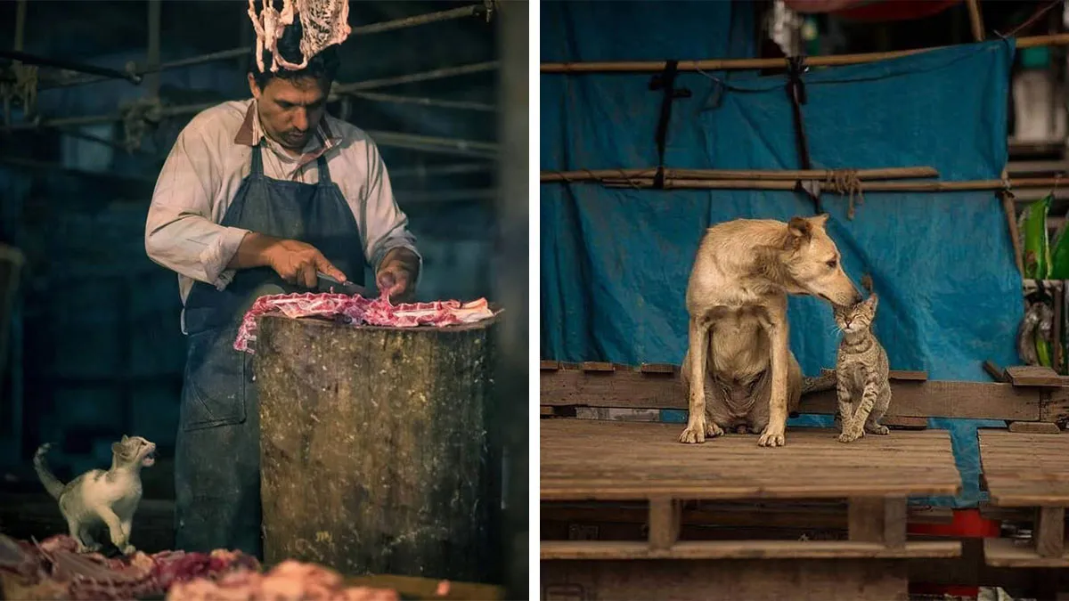 23 Street Cat Photos That Might Melt Your Heart By Guru Charan (New Pics)