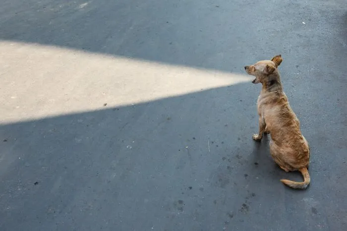 Honorable Mention: Dogzilla By Subhran Karmakar