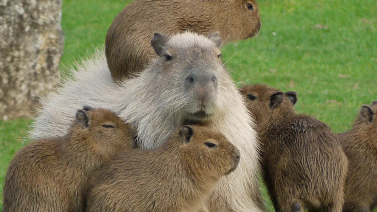 Meet The 80 Kilogram Rodent Who Became The Unofficial Mascot Of Not Caring What You Think