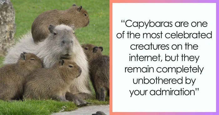 Meet The 80 Kilogram Rodent Who Became The Unofficial Mascot Of Not Caring What You Think