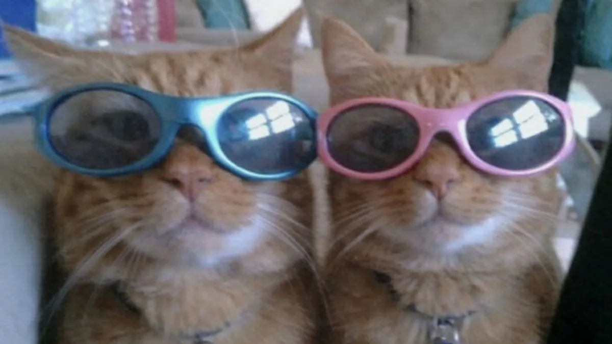 Cat Memes That Might Just Make Sense To Every Animal Lover (74 Pictures)