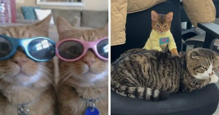 Cat Memes That Might Just Make Sense To Every Animal Lover (74 Pictures)