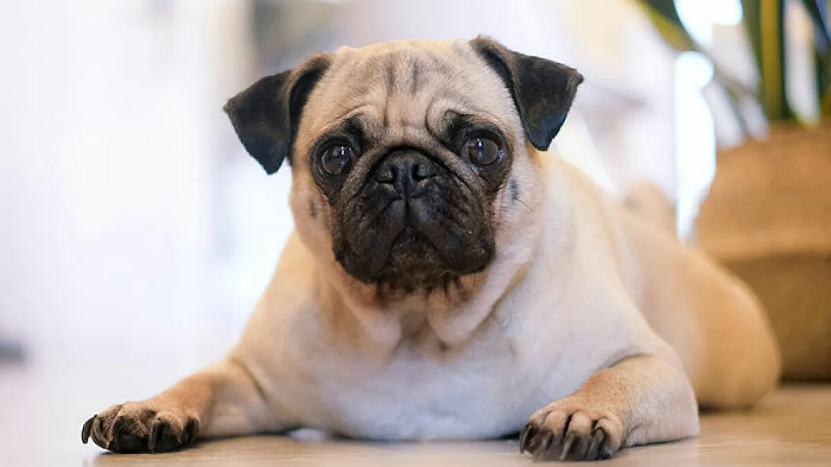 67 Dog Breeds May Soon Be Banned In The UK—Is Your Pooch On The List?