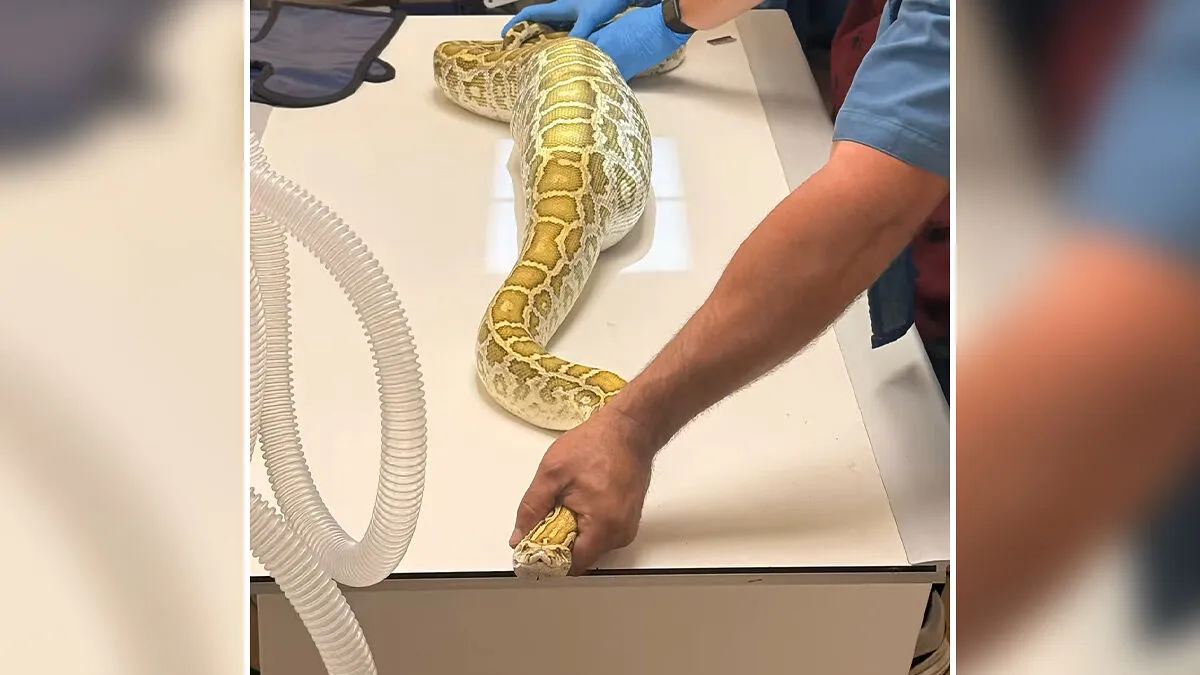 X-Ray Reveals Massive Python's Last Meal After It Was Found Lurking Under New Jersey Family's Shed