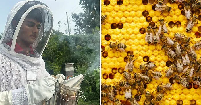 Florida Teenager Invents Amazing Bee-Saving Device That Dramatically Increases Honey Production