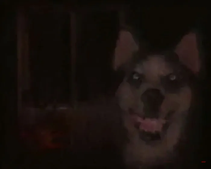 Unsettling photo of a scary dog with glowing eyes and bared teeth in the dark, a truly unsettling picture.