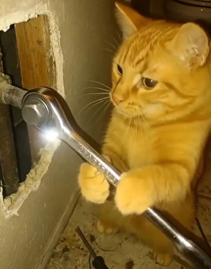 Letting Cats Do DIY Tasks