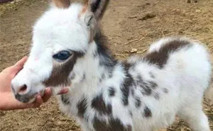 These 30 Cute Baby Donkeys Are Everything You Need To See Today