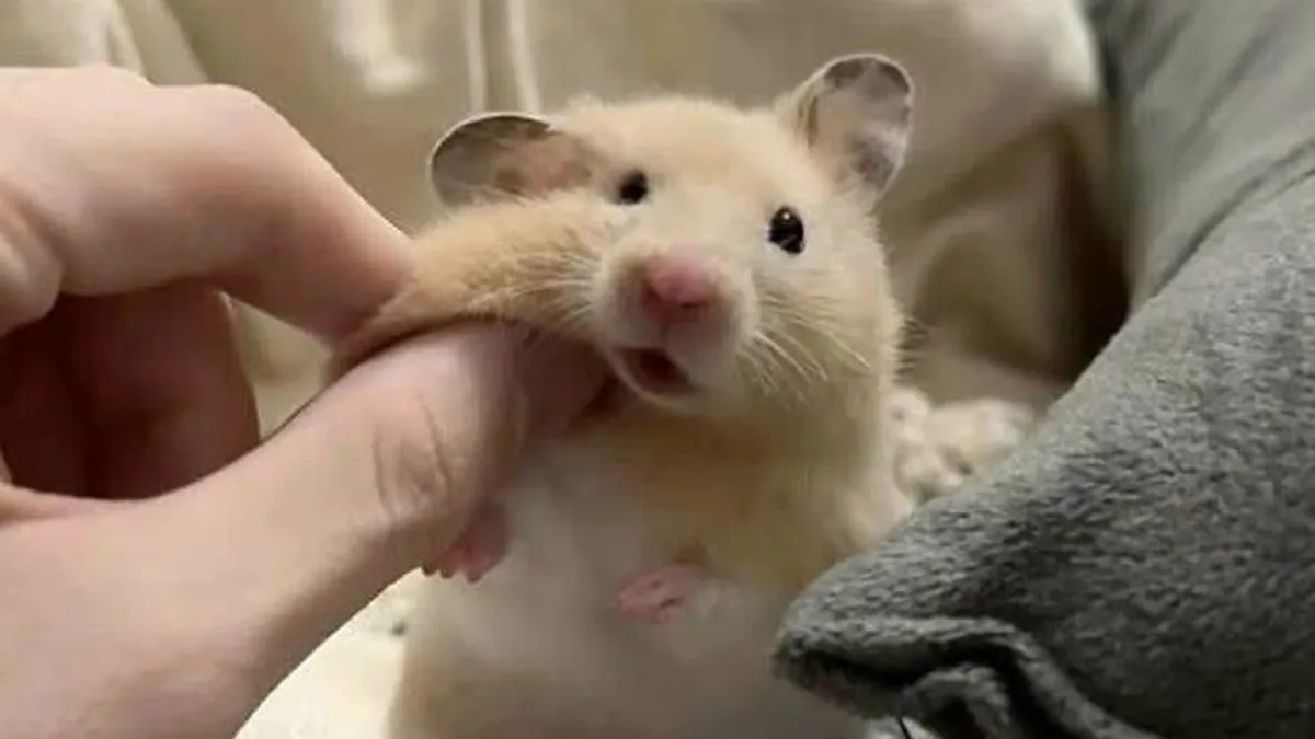 This Page Shared 25 New Pics Of Animals Which Turned Ordinary Situations Into Pure Comedy