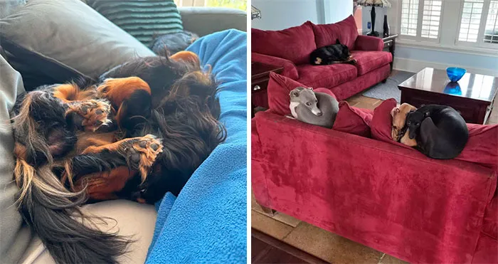 35 Mascotas tontorronas que claramente no pasaron el control de calidad