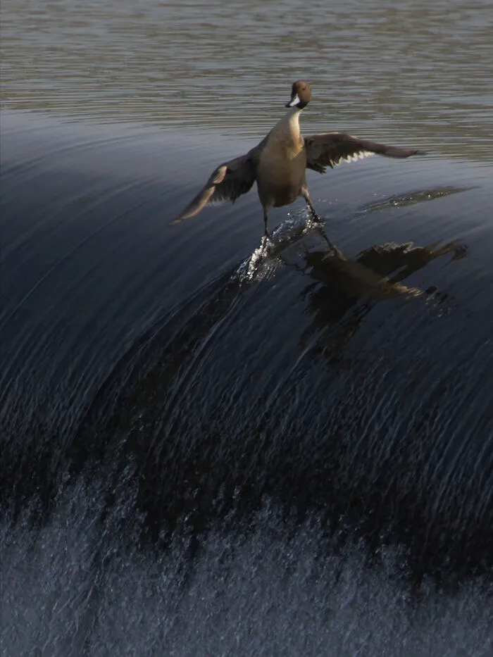 This Community Shared 50 Funny Animal Photos That Could Easily Win A Comedy Award