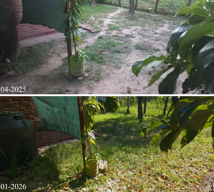 The Path My Doggo Left Has Almost Completely Disappeared