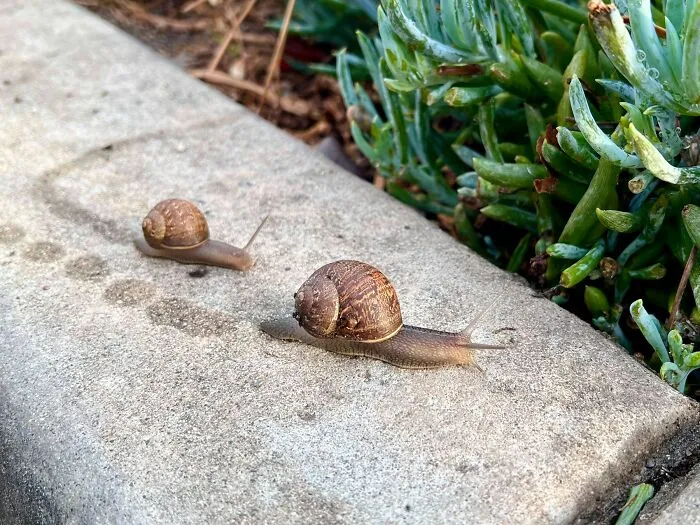 Snail Slime To Treat Warts