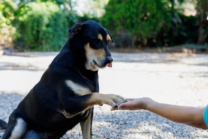 75 Pet Parents Share The Most Hilarious And Crazy Reasons They Had To Pay A Bill At The Vet
