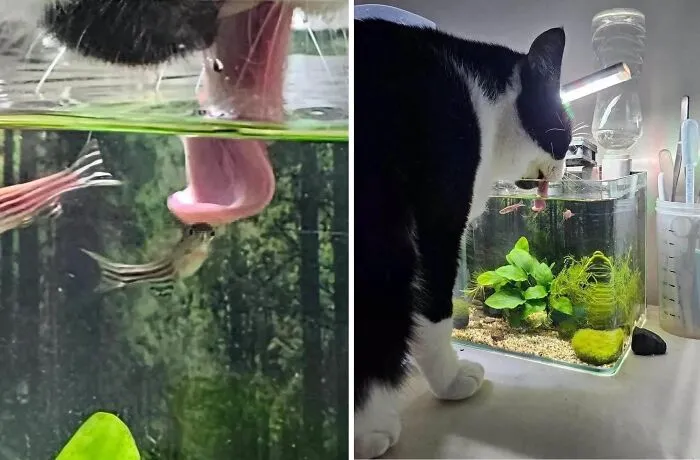 This Page Shared 25 New Pics Of Animals Which Turned Ordinary Situations Into Pure Comedy