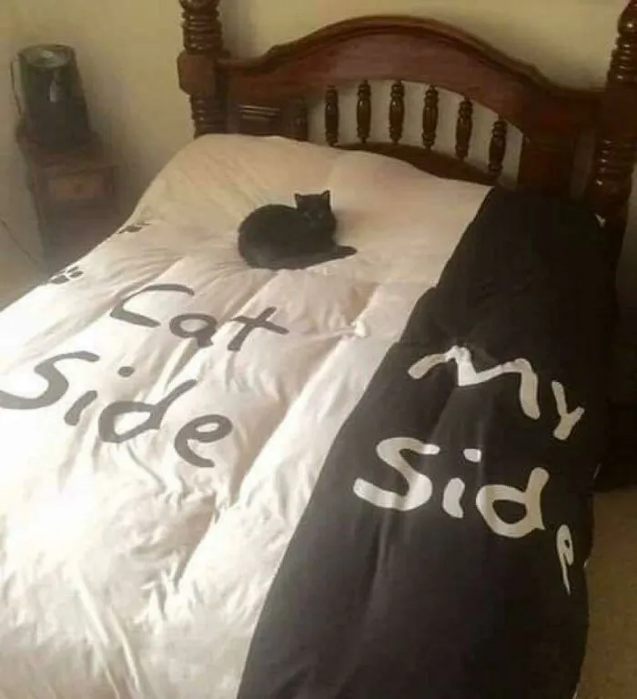 77 Confusing "Cats Out Of Context" Photos That Somehow Get Funnier The Longer You Look