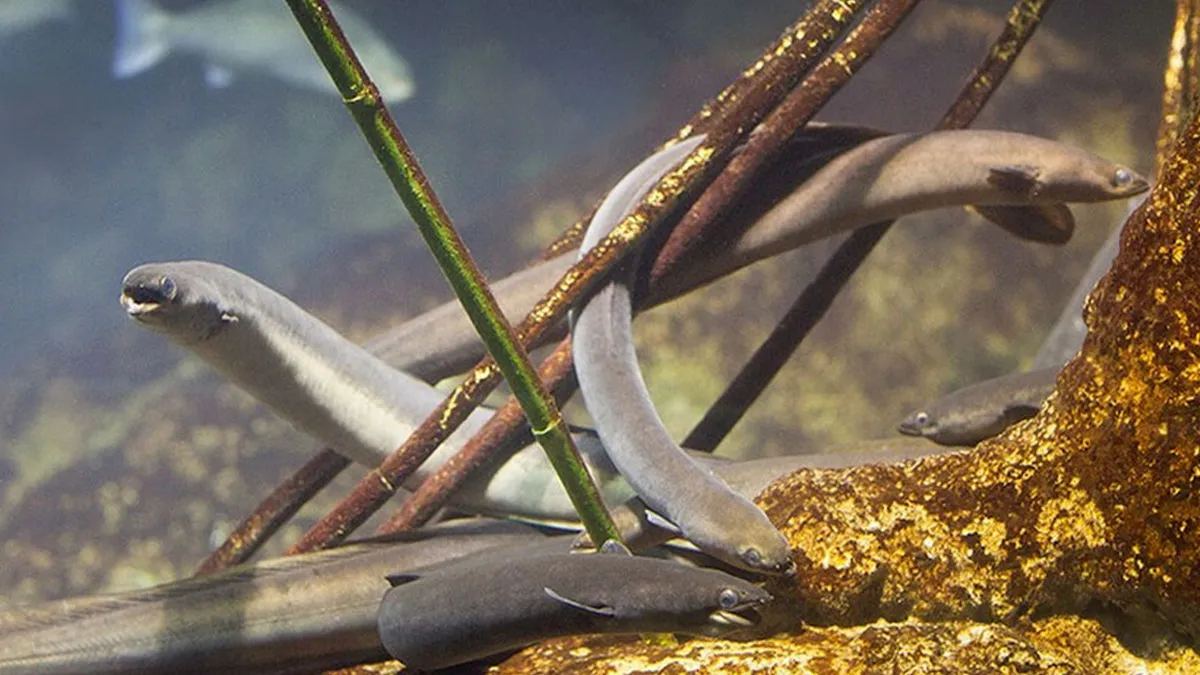Scientists Have Been Wrong About Eels For 2,000 Years, Starting With Aristotle