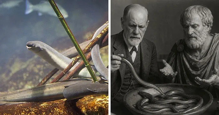 Scientists Have Been Wrong About Eels For 2,000 Years, Starting With Aristotle