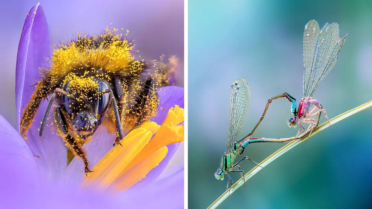 Photographer Captured 37 Close-Up Nature Shots That Reveal A World We Usually Never Get To See