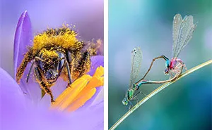 Photographer Captured 37 Close-Up Nature Shots That Reveal A World We Usually Never Get To See