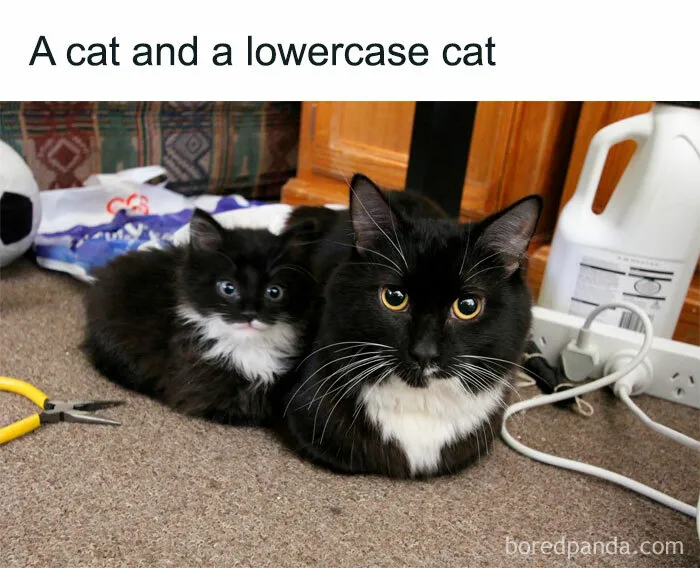 77 Confusing "Cats Out Of Context" Photos That Somehow Get Funnier The Longer You Look