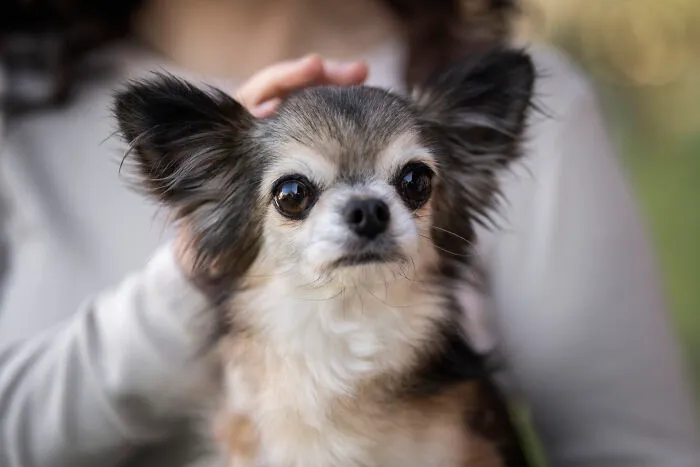 75 Pet Parents Share The Most Hilarious And Crazy Reasons They Had To Pay A Bill At The Vet