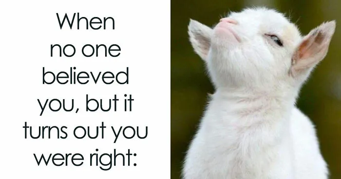 134 Silly And Cute Animal Memes That Might Be Exactly What Your Day Needs