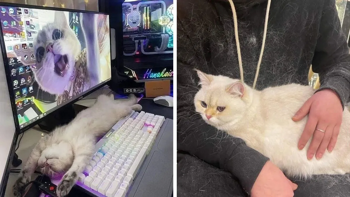 46 Pics Of Cats Being Weird, Dramatic, And Completely Ridiculous, Shared By This Page