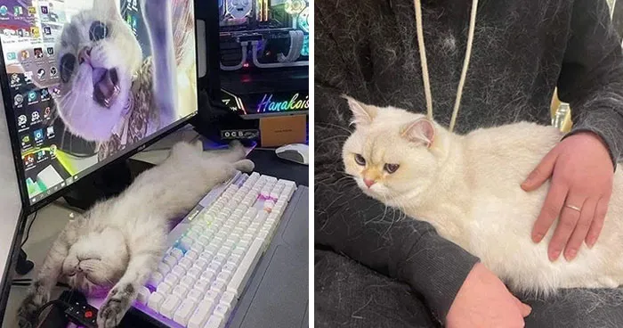 46 Pics Of Cats Being Weird, Dramatic, And Completely Ridiculous, Shared By This Page
