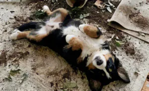 72 Heartwarming Animal Memes To Help You Escape The Doom-And-Gloom