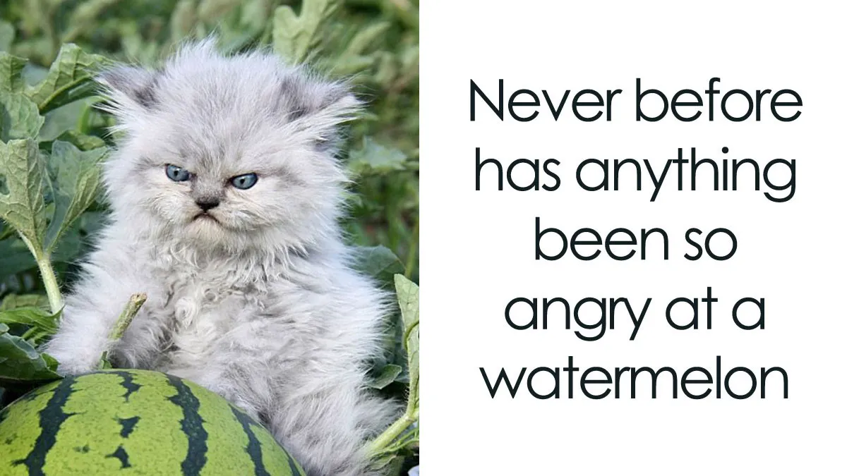 30 Hilarious Cat Memes That Every Cat Owner Might Immediately Understand