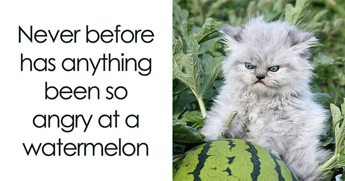 30 Hilarious Cat Memes That Every Cat Owner Might Immediately Understand