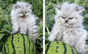 30 Hilarious Cat Memes That Every Cat Owner Might Immediately Understand