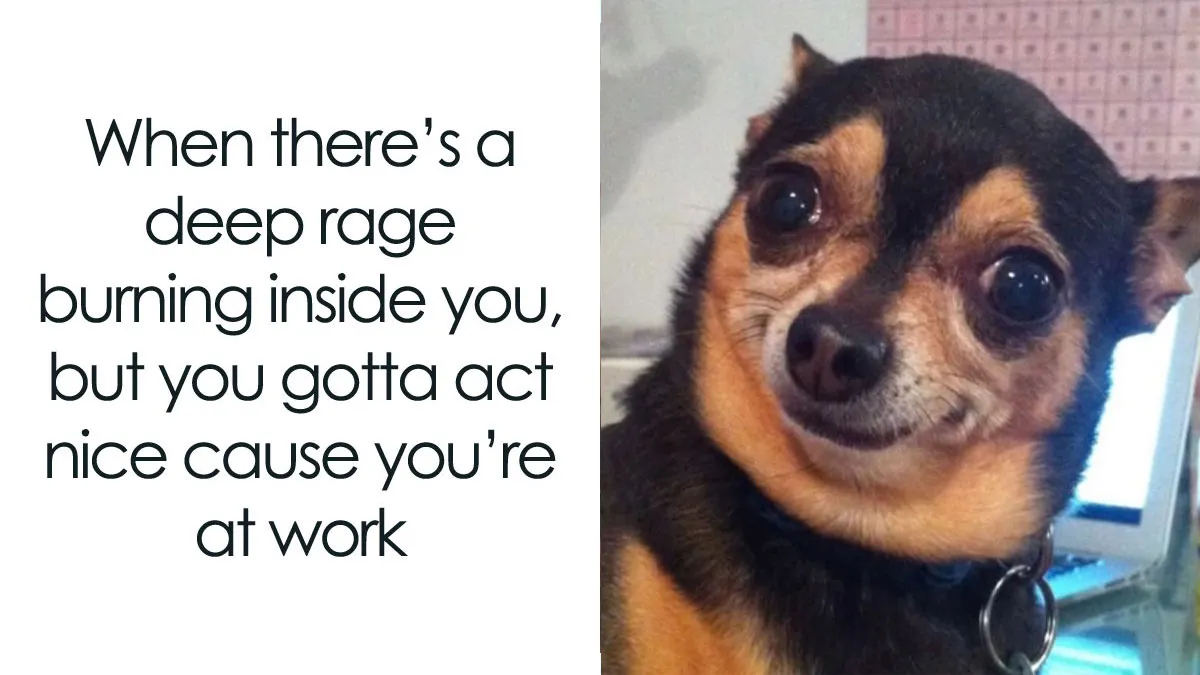 A Dog Toy Company Shares Memes About Its Favorite Customers, And They’re Too Accurate (35 Pics)