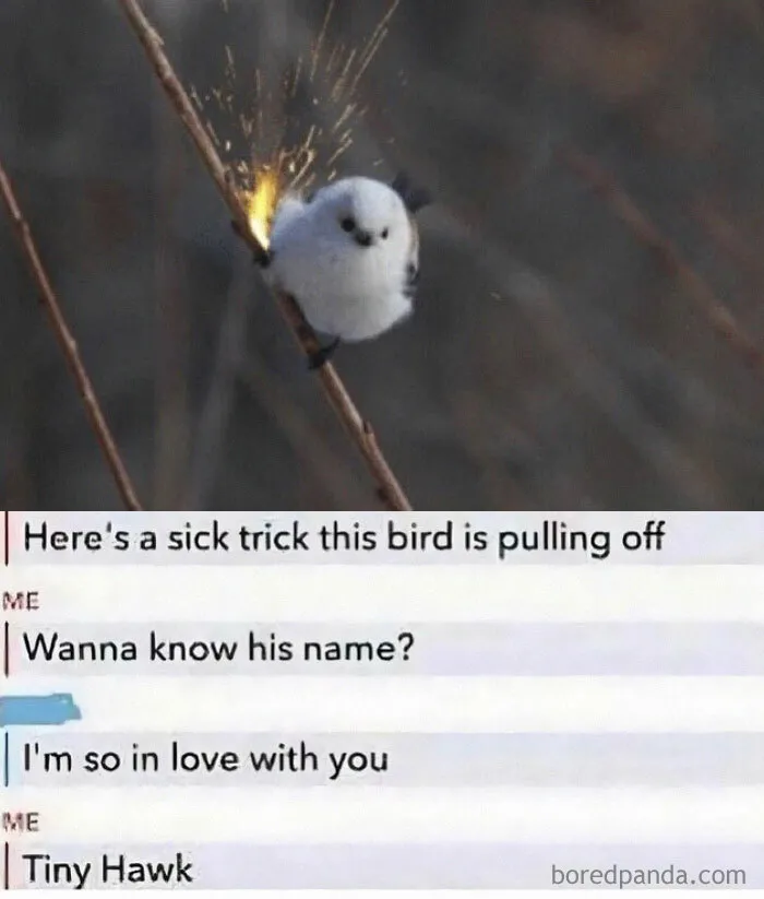 A fictional text exchange featuring a cute bird on a branch with sparks, humorously identified as 'Tiny Hawk.'