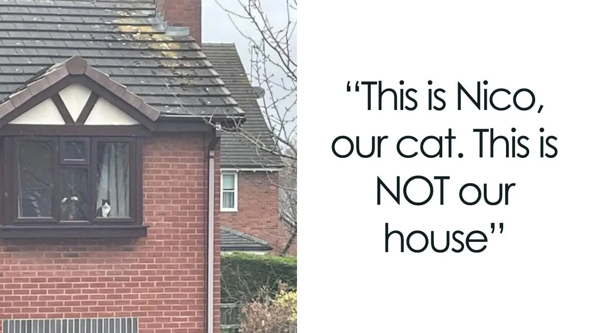 These 50 Memes Shared By This Page Capture The Wonderful Chaos Of Living With A Cat
